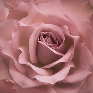 Meet your Posher, Char